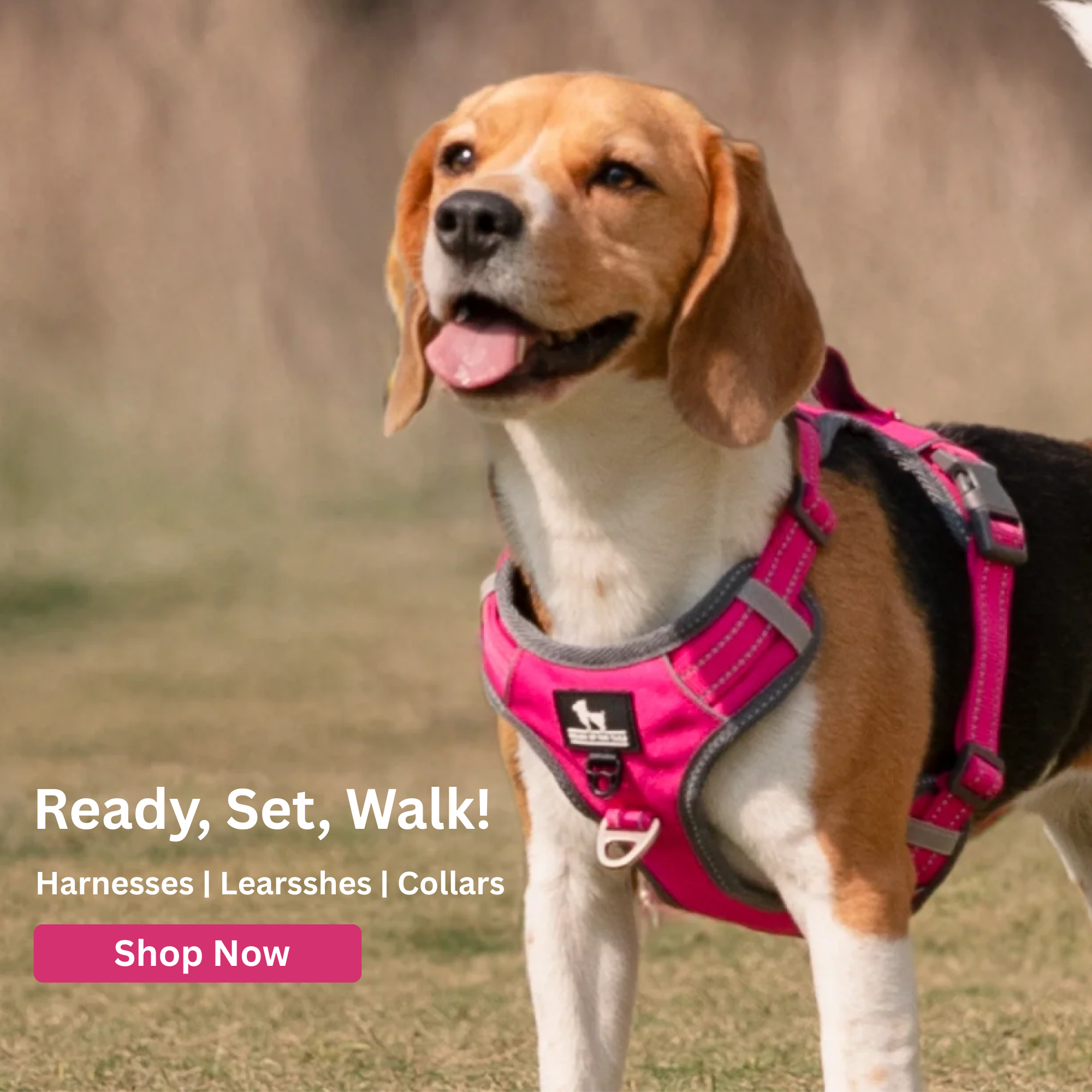 Ready, Set, Walk! (1)